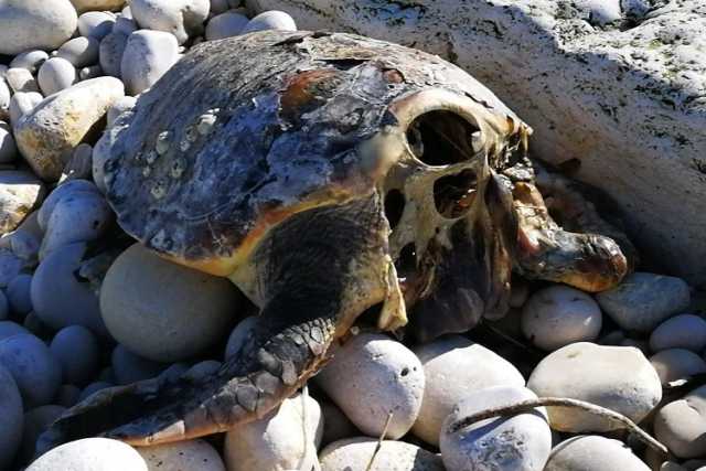 Tartarughe decapitate, �nessuna superstizione: a ucciderle un gruppo di "pirati"�